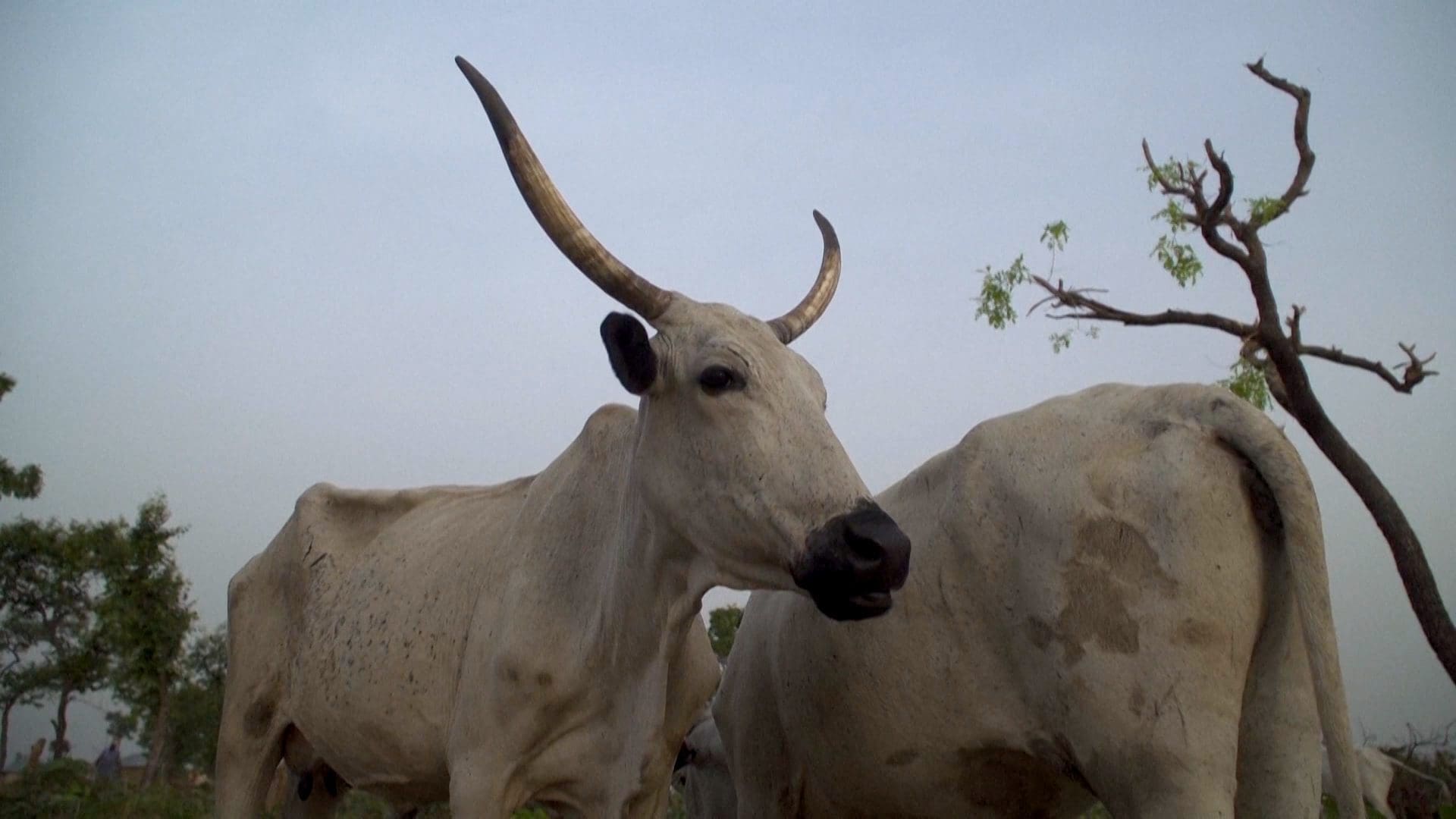 RIOT, NYC Creative Agency: A farmer’s cattle, representing the impact of AWS-powered microloans through Aella Credit, enabling small business growth and financial empowerment in underserved communities. A farmer’s cattle, representing the impact of AWS-powered microloans through Aella Credit, enabling small business growth and financial empowerment in underserved communities.