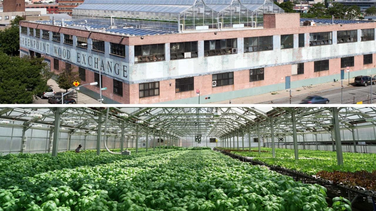 RIOT, NYC Creative Agency: Exterior and interior views of Gotham Greens’ rooftop greenhouse in Brooklyn, NY, showcasing urban farming and sustainable agriculture. Exterior and interior views of Gotham Greens’ rooftop greenhouse in Brooklyn, NY, showcasing urban farming and sustainable agriculture.