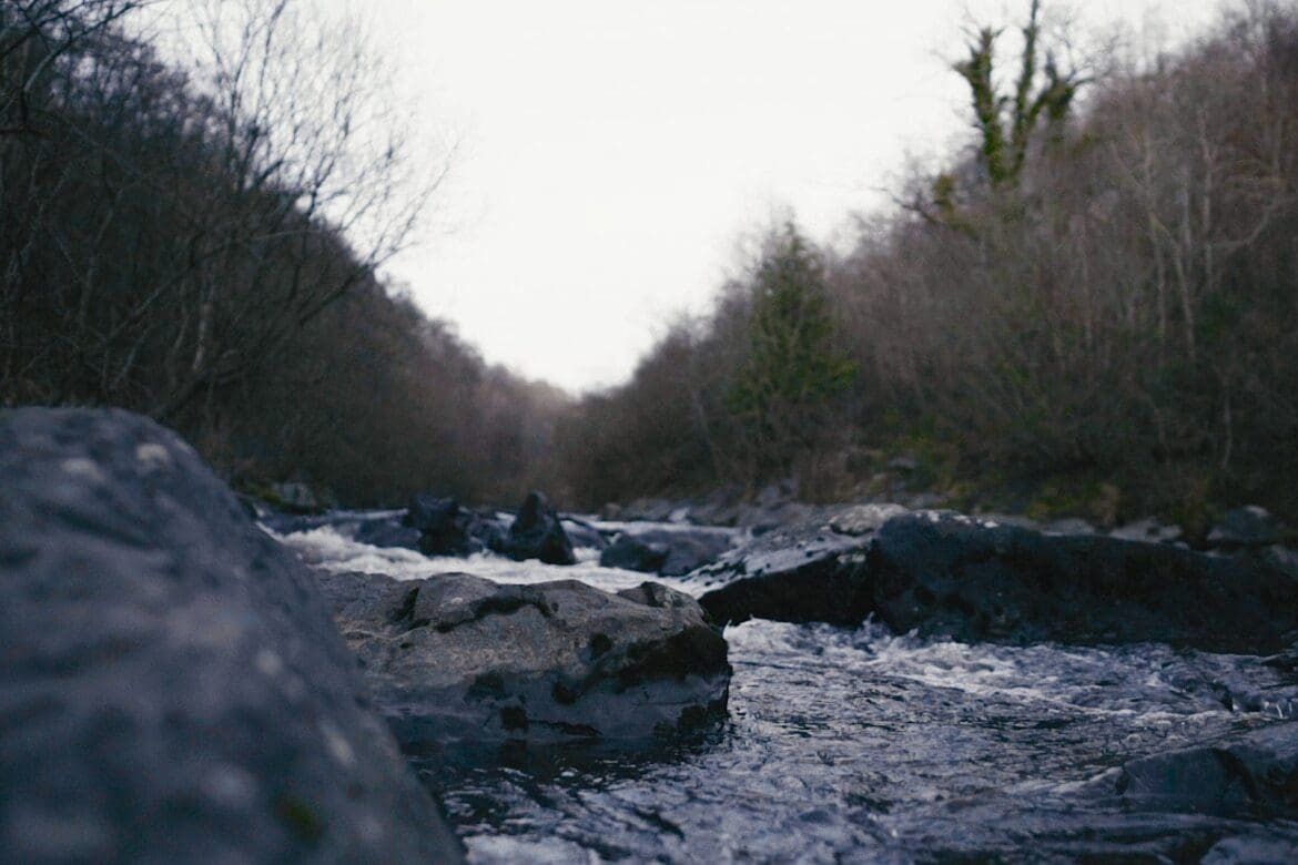 RIOT Freebies | Sirhowy River Blackwood: Closeup