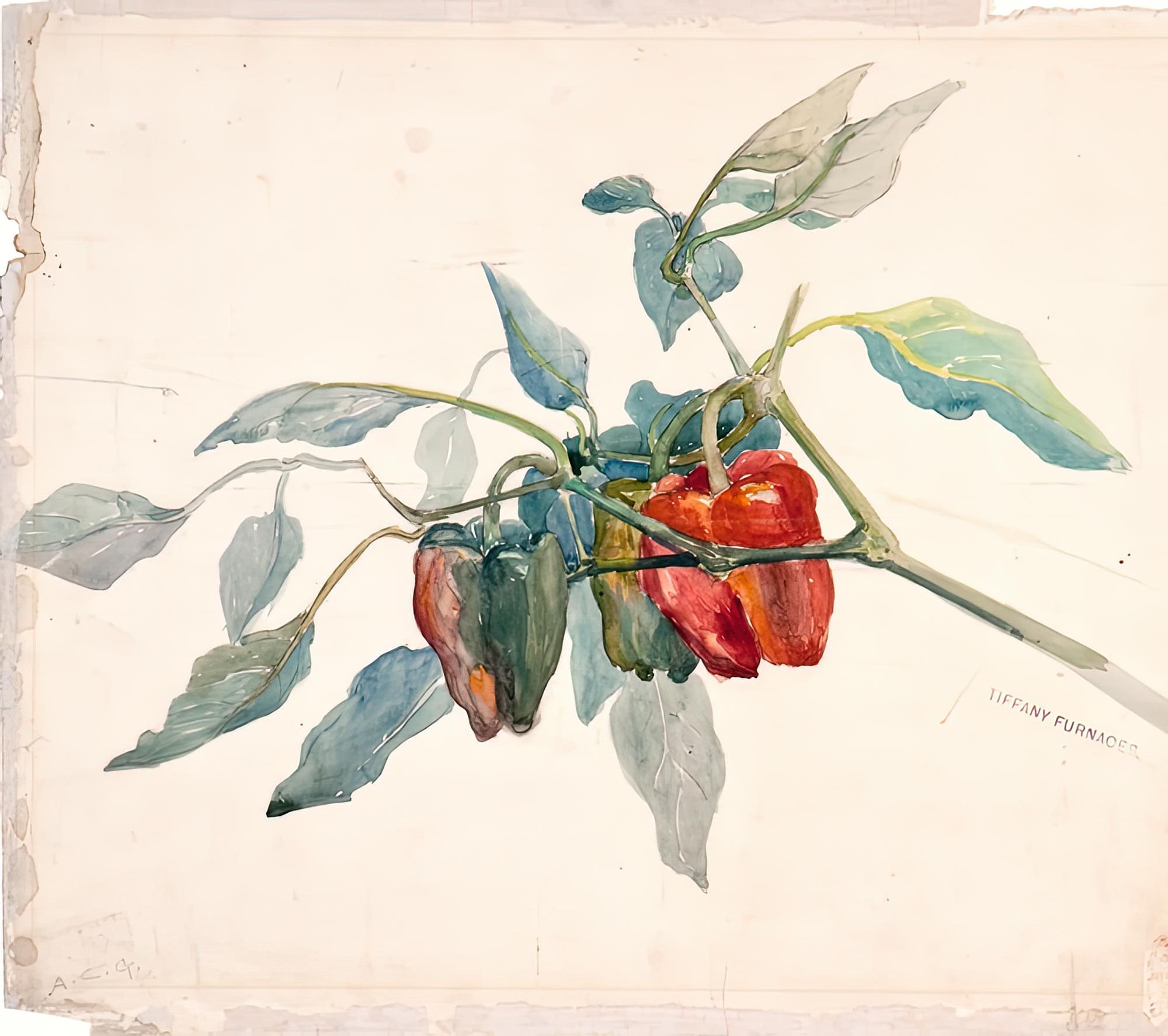 RIOT, NYC Creative Agency: Watercolor painting of bell peppers on a stem by Alice Carmen Gouvy, upscaled by RIOT. Originally from the Charles Hosmer Morse Museum. Watercolor painting of bell peppers on a stem by Alice Carmen Gouvy, upscaled by RIOT. Originally from the Charles Hosmer Morse Museum.