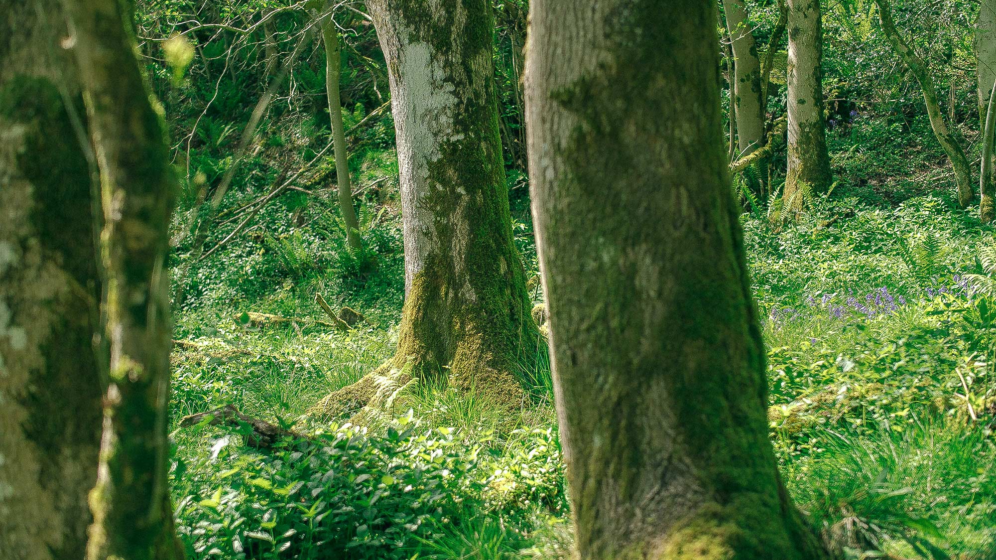 RIOT, NYC Creative Agency: Fairytale-like forest scene by MUG5 Fairytale-like forest scene by MUG5