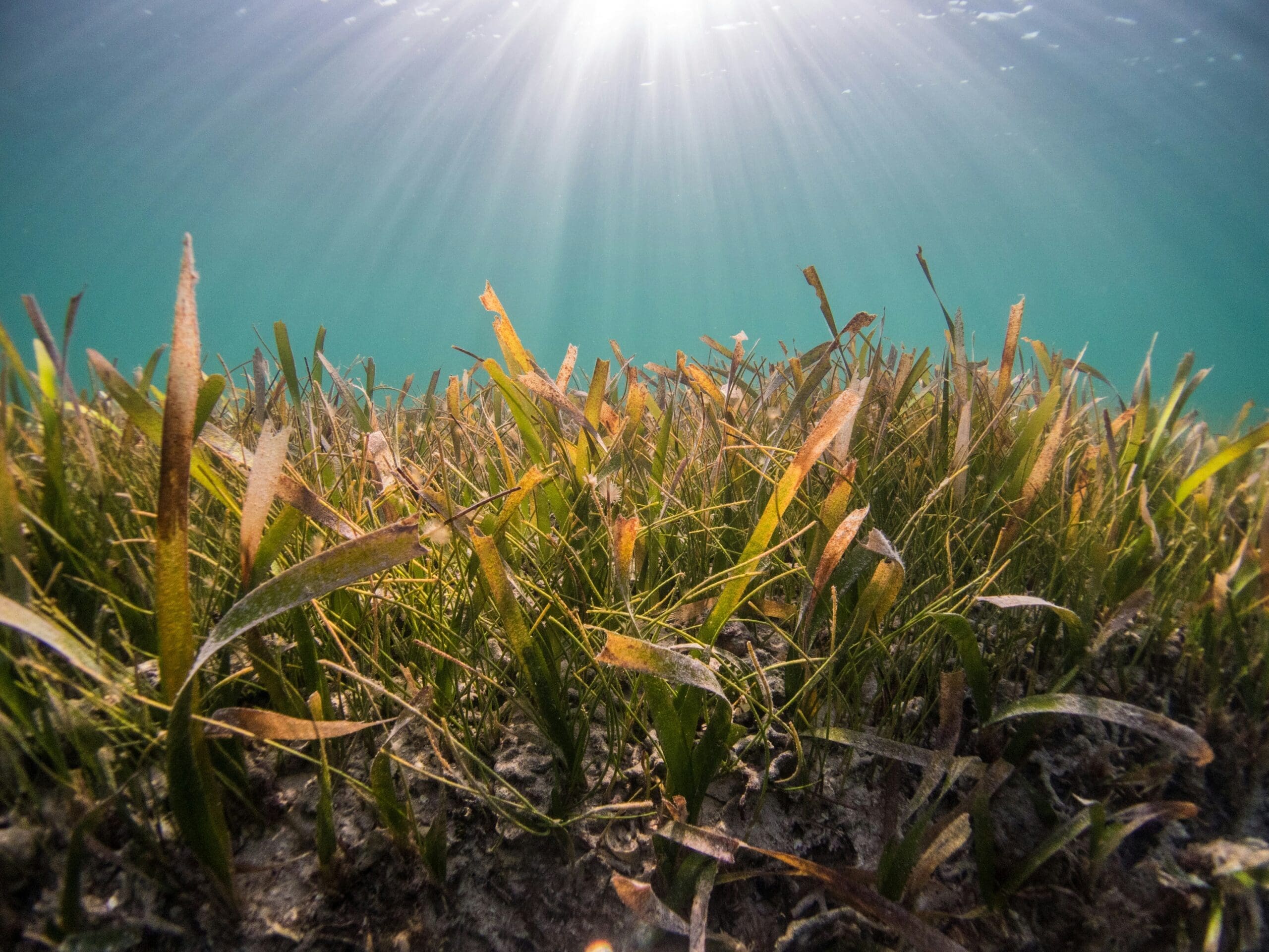 Underwater seagrass meadow absorbing sunlight in a shallow marine environment
