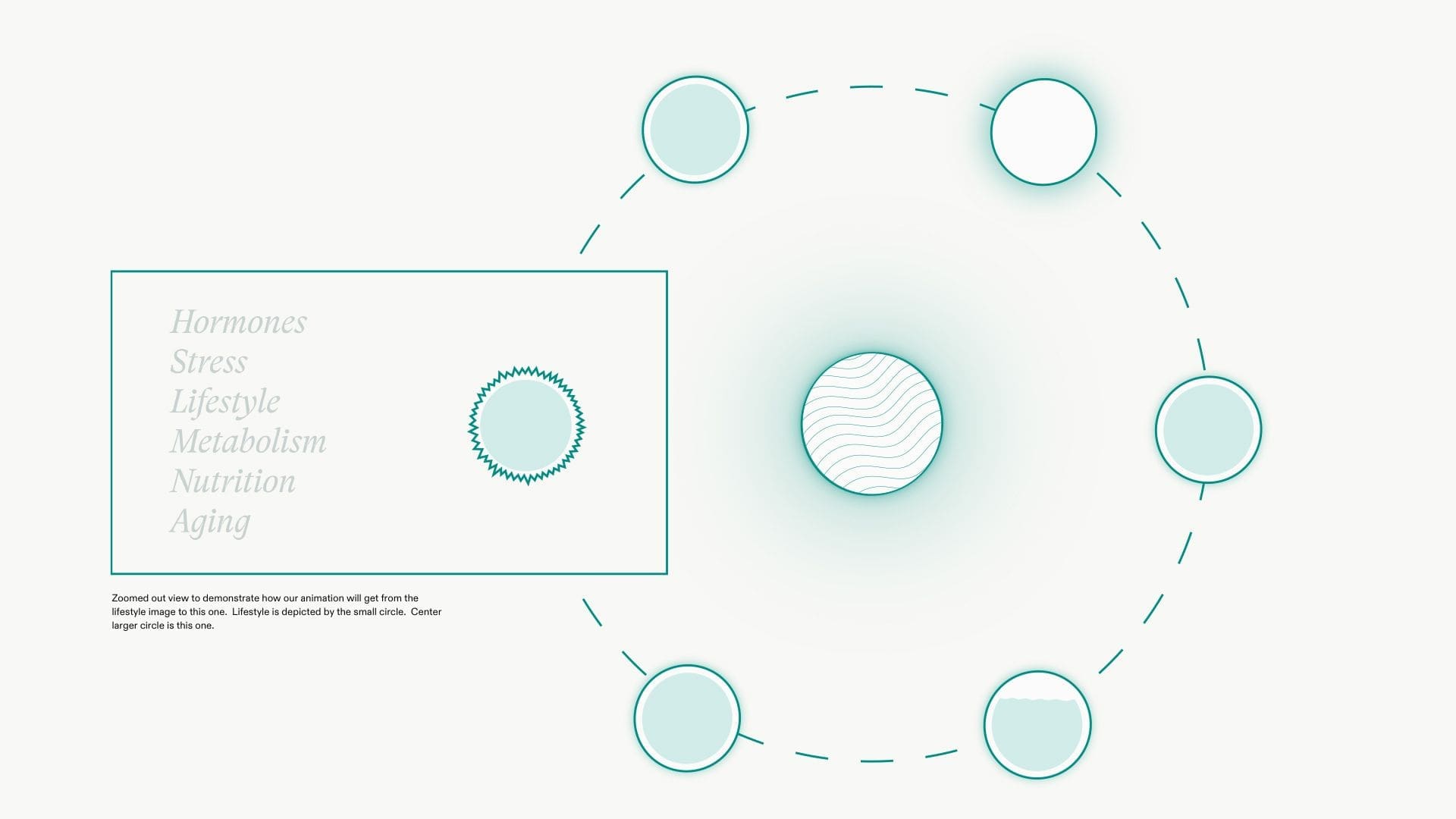 Zoomed-out storyboard for Nutrafol x RIOT showcasing animation of factors like hormones, metabolism, and aging, with interconnected circular elements.