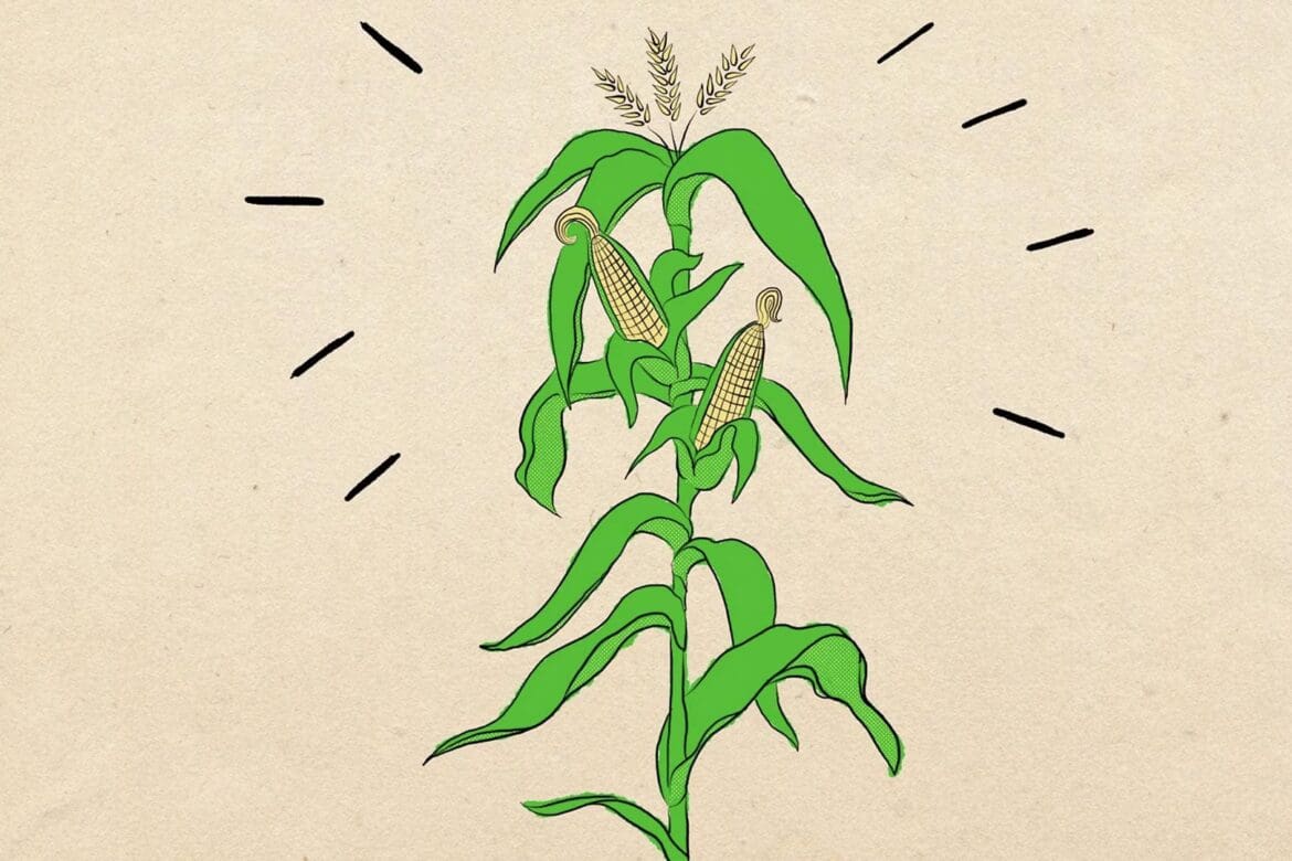Illustrated corn stalk with golden ears of corn, representing the historical origins of futures trading.
