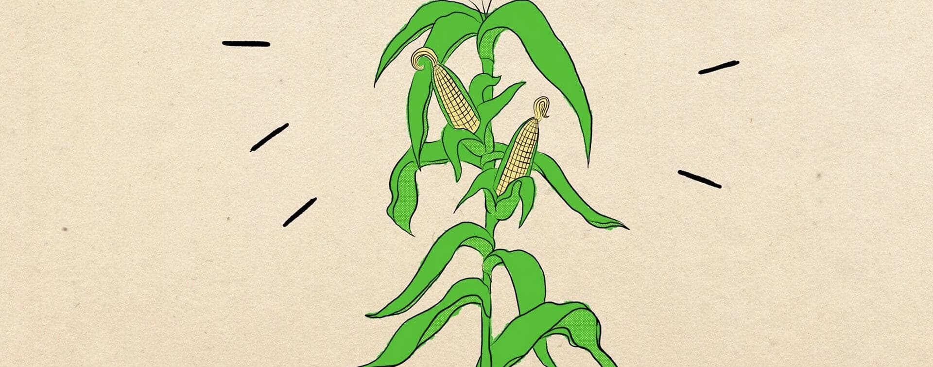 TD Ameritrade Taste of the Futures – Episode #1 (Featured Image) Illustrated corn stalk with golden ears of corn, representing the historical origins of futures trading.