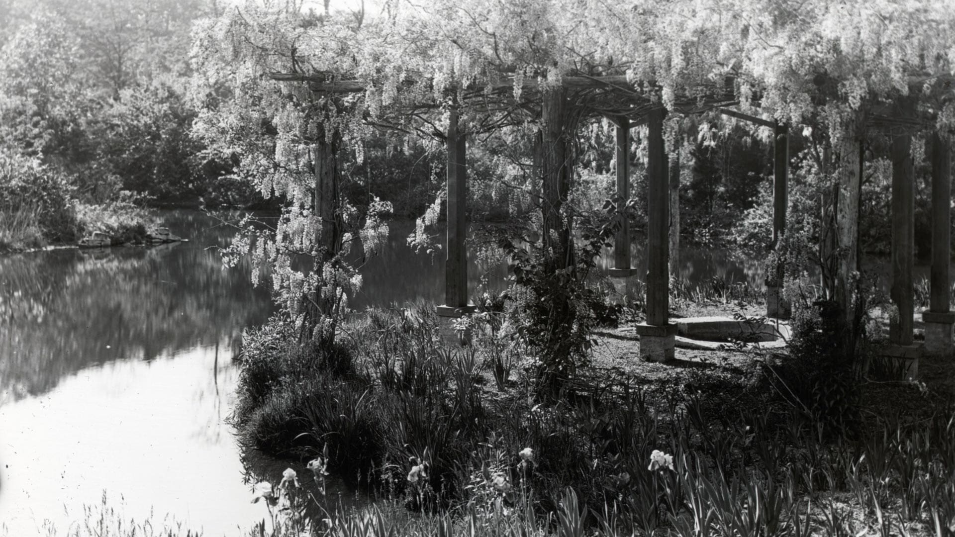 Wisteria pergola at Laurelton Hall, part of Louis Comfort Tiffany’s visionary gardens, draped in cascading blooms. Photo via Wikimedia Commons.
